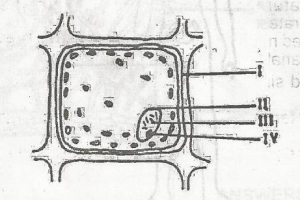 The organelle responsible for heredity is